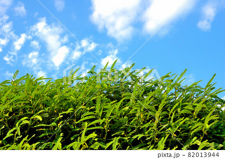 秋の草原と空 秋の草原と空 82013944