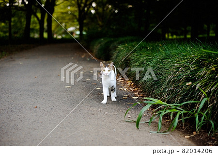 道端で立ち尽くすかわいい野良猫 82014206