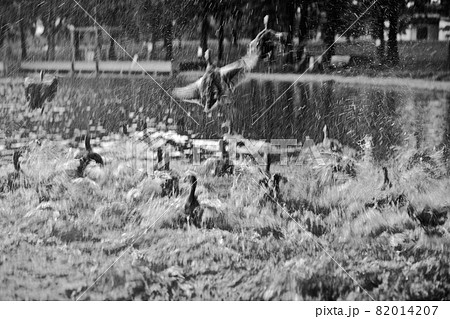 羽ばたく鴨と矢のように降り注ぐ水しぶき 82014207