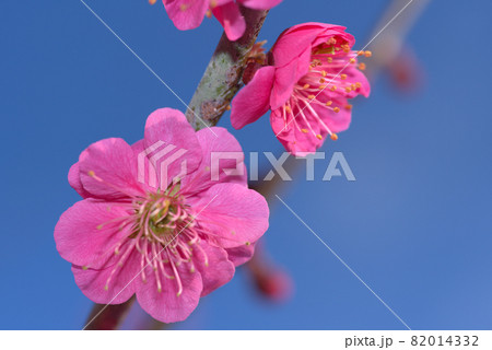 小鳥の森（三徳園）　八重咲きの紅梅の花のクローズアップと青空　岡山県岡山市東区 82014332