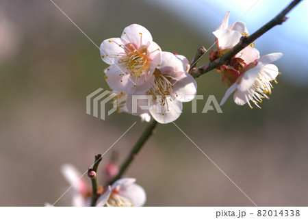 小鳥の森（三徳園）　梅園に咲く梅の花（鶯宿）のクローズアップ　岡山県岡山市東区 82014338
