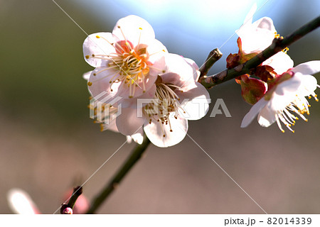 小鳥の森（三徳園）　梅園に咲いている梅の花（鶯宿）のクローズアップ　岡山県岡山市東区 82014339
