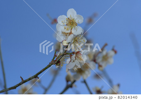 小鳥の森（三徳園）の梅園に咲いている白梅と青空　岡山県岡山市東区 82014340
