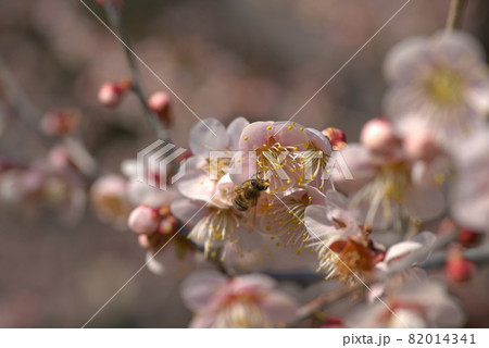 小鳥の森（三徳園）の梅園に咲いている鶯宿とハナアブ　岡山県岡山市東区 82014341
