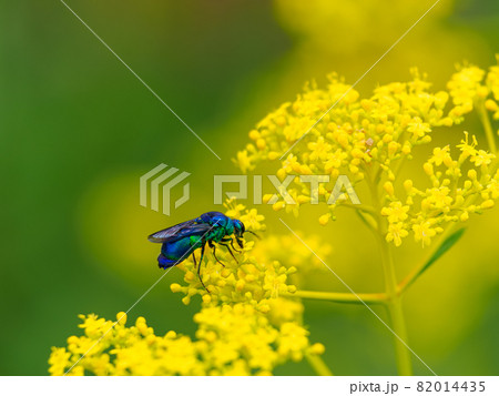 女郎花とオオセイボウ 大青蜂 82014435