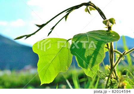 葛の葉 82014594