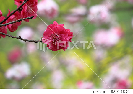 雨の花桃 雨粒 春 (高知県 西川花公園) 雨の花桃 雨粒 春 (高知県 西川花公園) 82014836