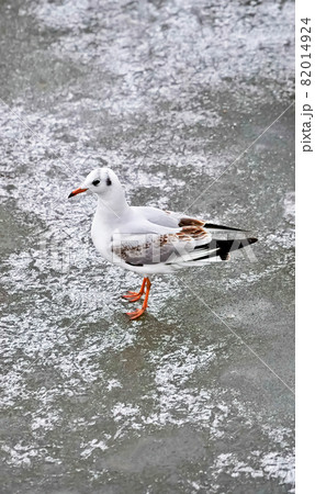 Seagull winters on ice of frozen river, space for text Seagull winters on ice of frozen river, space for text 82014924
