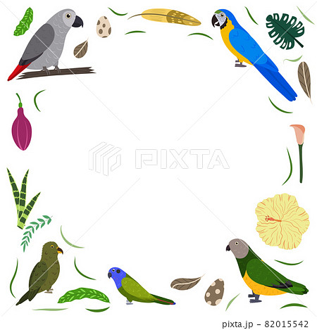 Frame template with cartoon exotic birds. Tropical rectangle composition with grey african, macaw and kea, pionus and senegal parrots. Design for kid nursery. 82015542