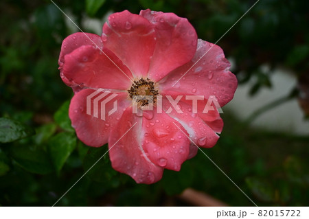 バラ・デュエットバルコニアの花と雫 バラ・デュエットバルコニアの花と雫 82015722