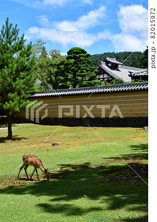東大寺37 東大寺37 82015972