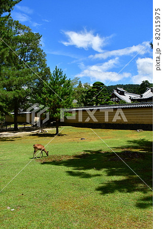 東大寺40 82015975