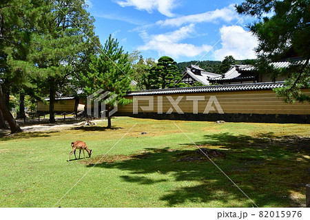 東大寺41 東大寺41 82015976