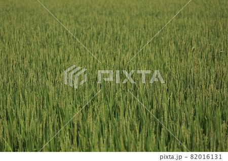 稲穂の写真素材
