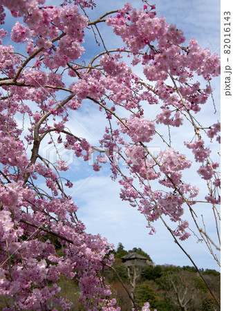 濃いピンク色の枝垂れ八重桜が偕楽園の好文亭を包む様に満開となる 濃いピンク色の枝垂れ八重桜が偕楽園の好文亭を包む様に満開となる 82016143