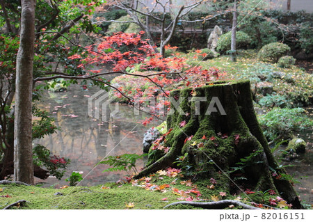 池の端に苔に覆われる木の幹、秋のもみじ 82016151