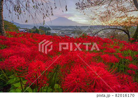 富士山　彼岸花 82016170
