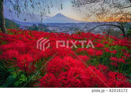 富士山　彼岸花 82016172