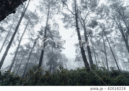 dark forest during a foggy,forest pine in asia 82016228