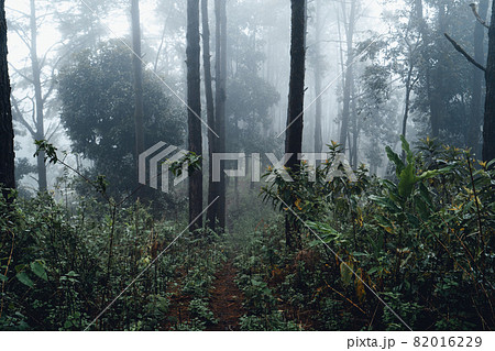 dark forest during a foggy,forest pine in asia 82016229