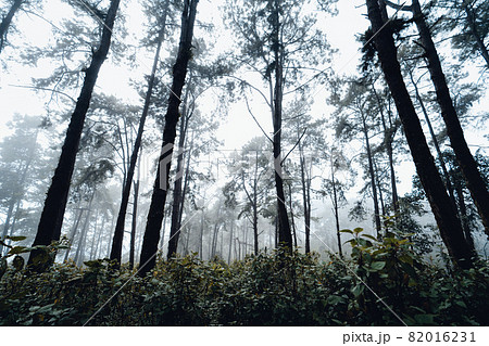 dark forest during a foggy,forest pine in asia 82016231