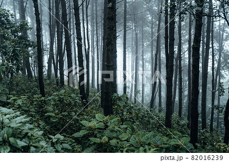 dark forest during a foggy,forest pine in asia 82016239
