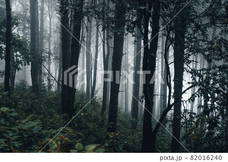 dark forest during a foggy,forest pine in asia dark forest during a foggy,forest pine in asia 82016240