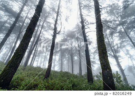 dark forest during a foggy,forest pine in asia dark forest during a foggy,forest pine in asia 82016249