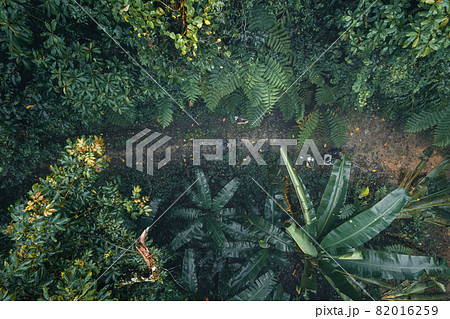 dark forest during a foggy,forest pine in asia 82016259