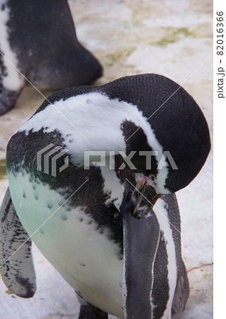 フンボルトペンギン　可愛い動物　天王寺動物園　ペンギン 82016366