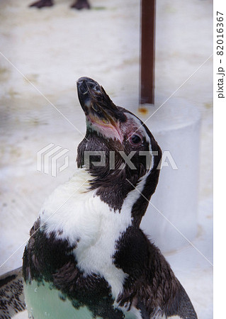 フンボルトペンギン　可愛い動物　天王寺動物園　ペンギン 82016367