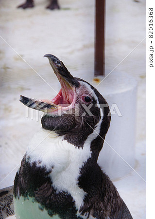 フンボルトペンギン　可愛い動物　天王寺動物園　ペンギン 82016368