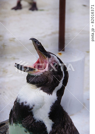 フンボルトペンギン　可愛い動物　天王寺動物園　ペンギン 82016371