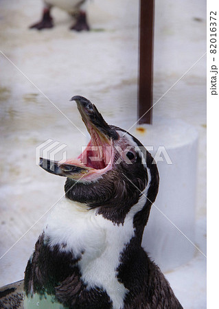 フンボルトペンギン　可愛い動物　天王寺動物園　ペンギン 82016372