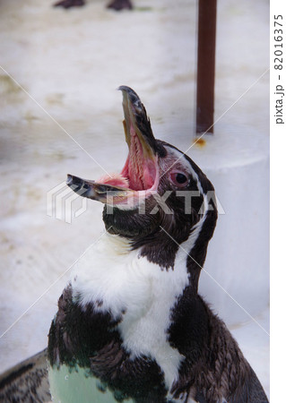 フンボルトペンギン　可愛い動物　天王寺動物園　ペンギン 82016375
