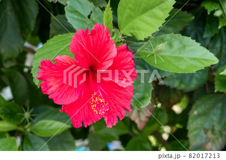 沖縄　花 82017213