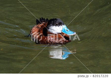 Ruddy Duck, Oxyura jamaicensis, swimming on water surface 82017220