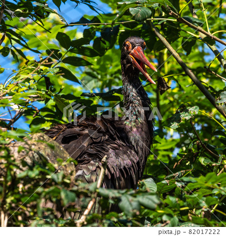 Black stork, Ciconia nigra in a german nature park Black stork, Ciconia nigra in a german nature park 82017222