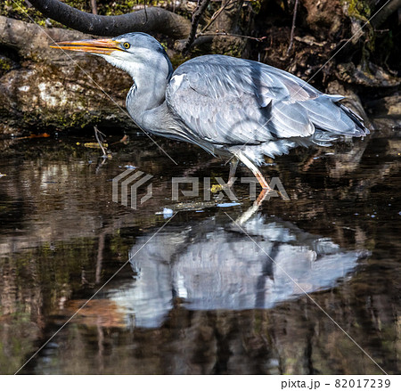 Grey heron, Ardea cinerea, a massive gray bird wading through a flat lake searching for fish 82017239