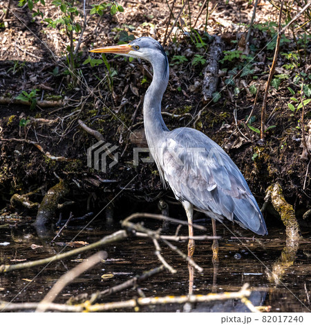 Grey heron, Ardea cinerea, a massive gray bird wading through a flat lake searching for fish Grey heron, Ardea cinerea, a massive gray bird wading through a flat lake searching for fish 82017240