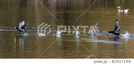 Eurasian coot, Fulica atra chasing each other by running across the water Eurasian coot, Fulica atra chasing each other by running across the water 82017249