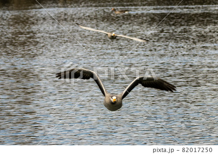 The bar-headed goose, Anser indicus flying over a lake in English Garden in Munich 82017250