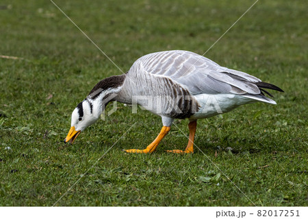 The bar-headed goose, Anser indicus seen in English Garden in Munich The bar-headed goose, Anser indicus seen in English Garden in Munich 82017251