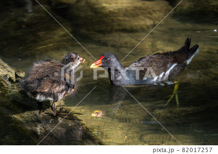 Common moorhen Gallinula chloropus also known as the waterhen or swamp chicken Common moorhen Gallinula chloropus also known as the waterhen or swamp chicken 82017257