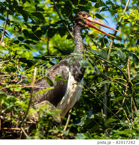 Black stork, Ciconia nigra in a german nature park 82017262
