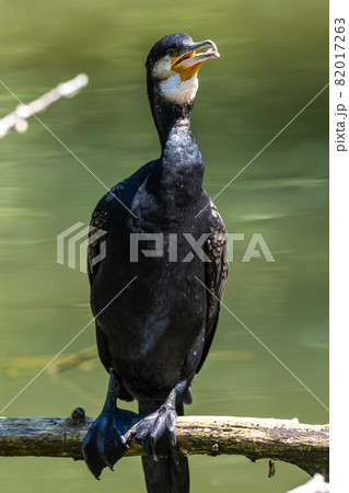 The great cormorant, Phalacrocorax carbo sitting on a branch 82017263