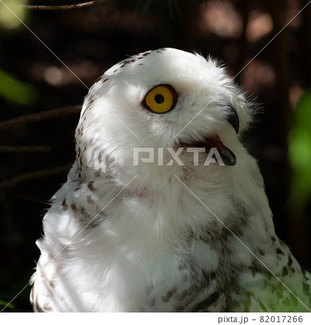 The Snowy Owl, Bubo scandiacus is a large, white owl of the owl family 82017266