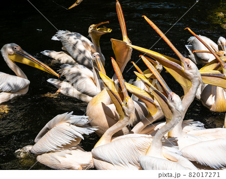 Great White Pelican, Pelecanus onocrotalus in a park 82017271