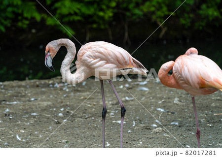 The American flamingo, Phoenicopterus ruber is a large species of flamingo 82017281