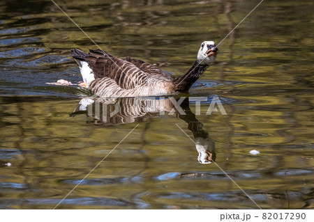 Barnacle goose, Branta leucopsis at a lake near Munich in Germany. Barnacle goose, Branta leucopsis at a lake near Munich in Germany. 82017290